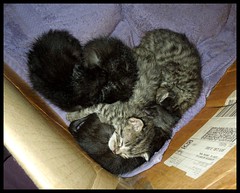 Third Set of Rescue Kittens