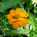 20120916 Cosmos posted by chipmunk_1 to Flickr