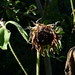 20120916 Helianthus annuus seed head posted by chipmunk_1 to Flickr