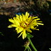 20120916 Calendula posted by chipmunk_1 to Flickr