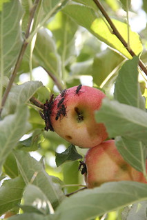 Boxelder bugs on an apple