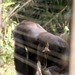 Mefou Primate Sanctuary impressions, Cameroon - IMG_2513_CR2_v1