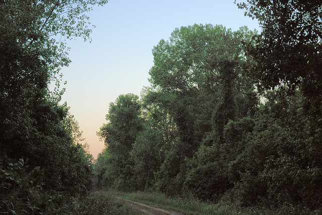 Big Muddy National Fish and Wildlife Refuge, Boone's Crossing Unit, in Chesterfield, Missouri, USA - forest path 2