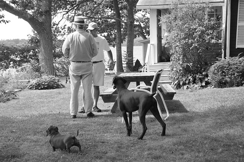 Neighbors and their German Dogs