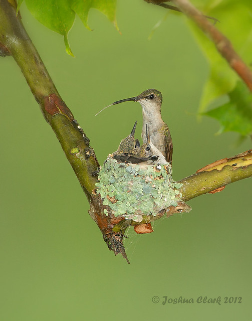 Ruby-Throated Hummingbirds nest