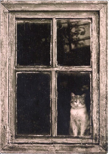 Sweet Cat in the Window