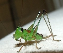 Katydid (Bush-cricket) nymph (C)