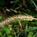 20120916 Pennisetum posted by chipmunk_1 to Flickr