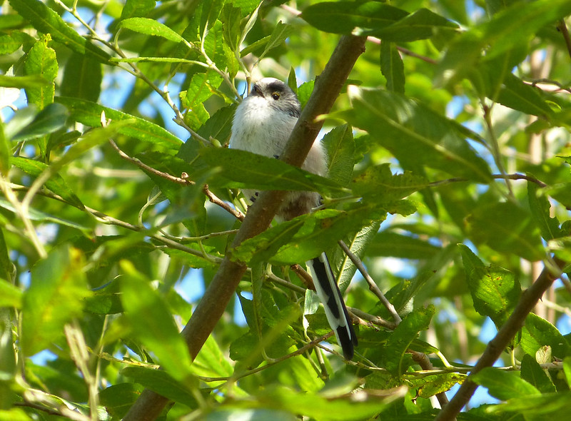 Long Tailed Tit - Goppa Hill