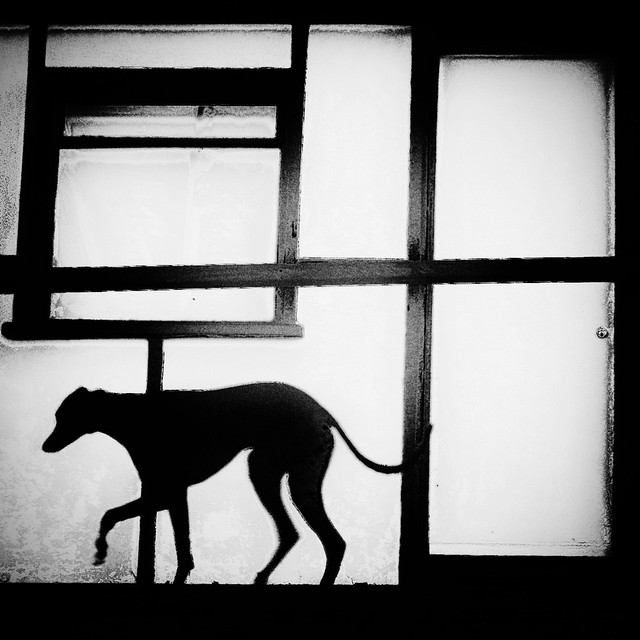 The Dog Sedikit Tertawa - Contoh Besar Shadows di Street Photography