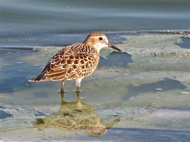 Baird's Sandpiper at Gridley Wastewater Treatment Ponds in McLean County, IL 75