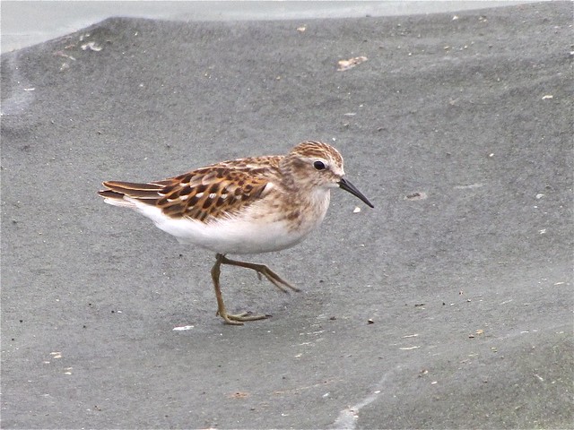Least Sandpiper at Gridley Wastewater Treatment Ponds in McLean County, IL 03