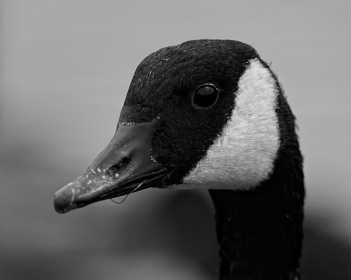 Canada Goose - B&W by Rivertay (more off than on)