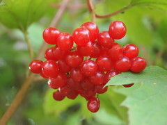 Red wild berries