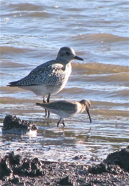 Black-bellied Plover and Dunlin at Evergreen Lake in McLean County