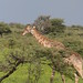 Etosha National Park impressions, Namibia - IMG_3098_CR2