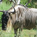Wildebeest_007 posted by *Ice Princess* to Flickr