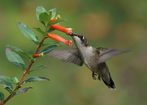 Hungry Hungry Hummer! by conniee4