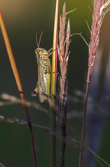 Grass Hopper_0862.jpg by Mully410 * Images
