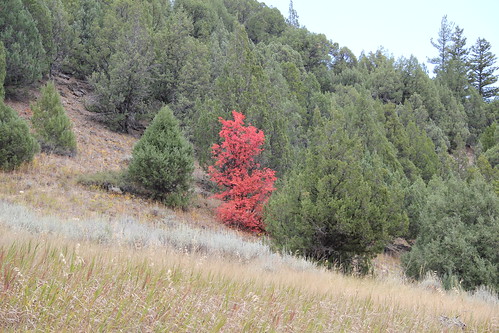 Lone red tree
