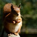 Squirrel With no Name (2)