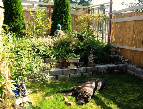 Elliott, a mastiff, takes a rest in the grass, with a bone, trees, bamboo fence with 1930's (second hand) trim details, Garden for the Buddha, Seattle, Washington, USA by Wonderlane