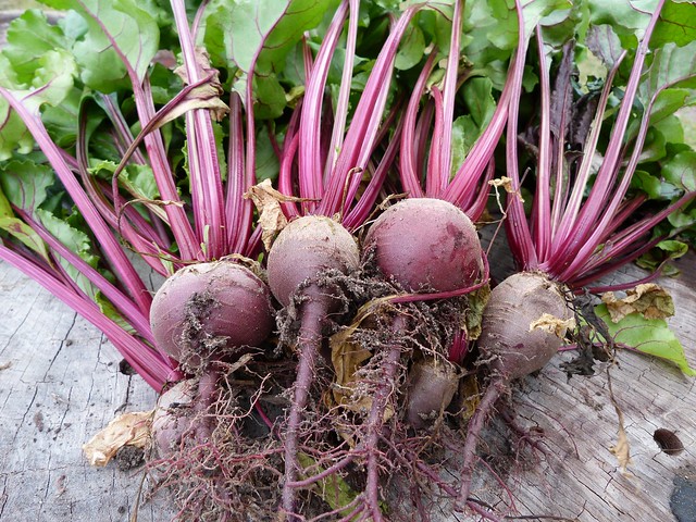 First beetroot harvest