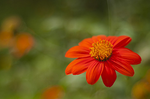 A flower.......Orange by sushiraider
