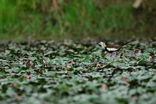 菱角田與披著繁殖羽的水雉，輝映成官田農田獨特的樣貌，因為綠保標章的推動，水雉將可於此地建立樂活國度。（攝影：林青峰）