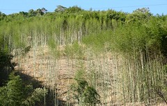 石門水庫轄區桂竹林更新生長迅速。(林業試驗所提供)