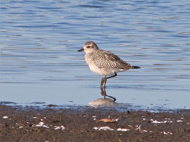 Black-bellied Plover at Evergreen Lake in McLean County 03