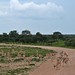 Etosha National Park impressions, Namibia - IMG_3063_CR2_v1