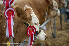 Livestock At The Moreton Show 2012