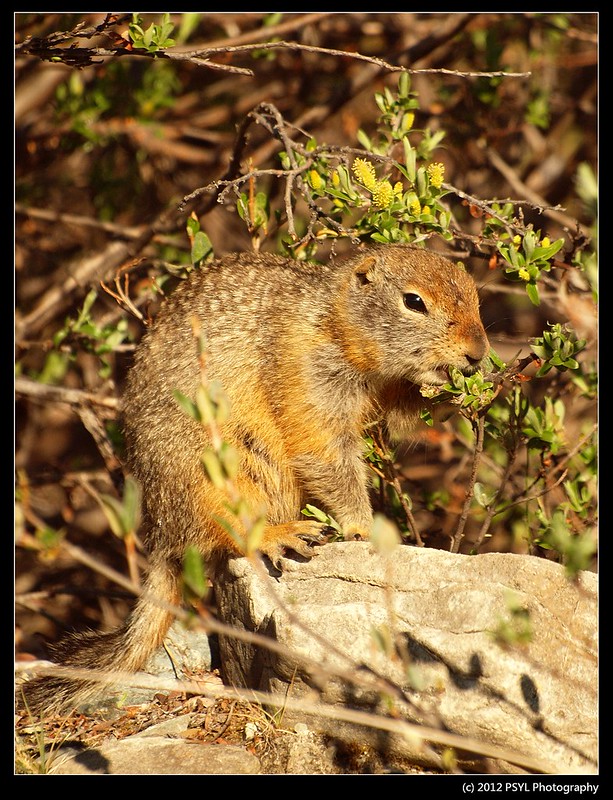 Arctic ground squirrel (Spermophilus parryii)