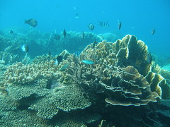 生態完整的墾丁珊瑚礁。（攝影：陳昭倫提供）