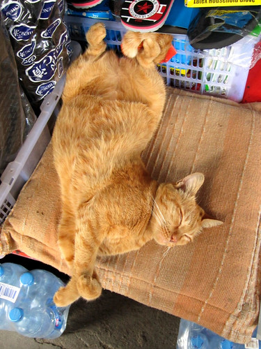 Very relaxed cat in a market in Chiang Mai