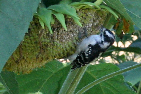 downy woodpecker on sunflower