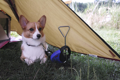 愛犬と一緒のキャンプで便利な物