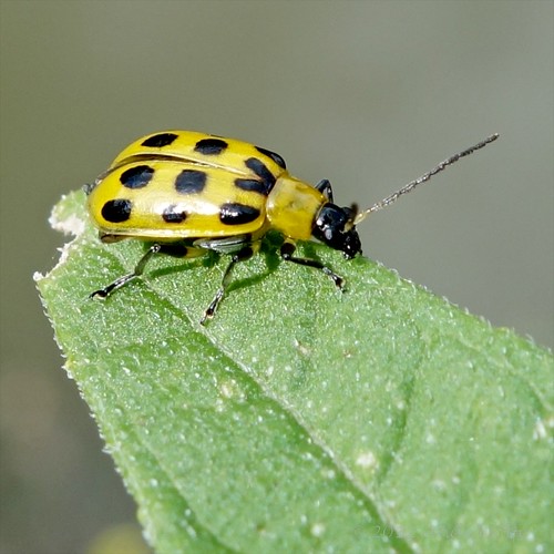 Spotted cucumber beetle by andiwolfe