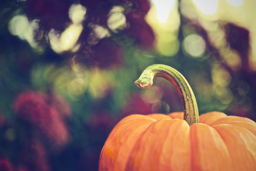Twisty pumpkin stem.