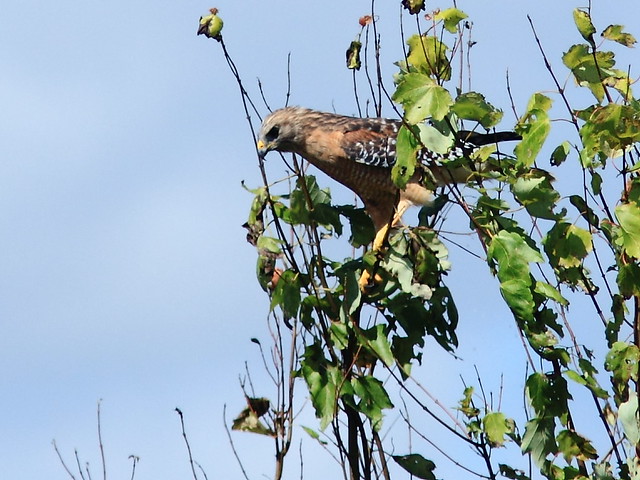 Red-shouldered Hawk 20120930