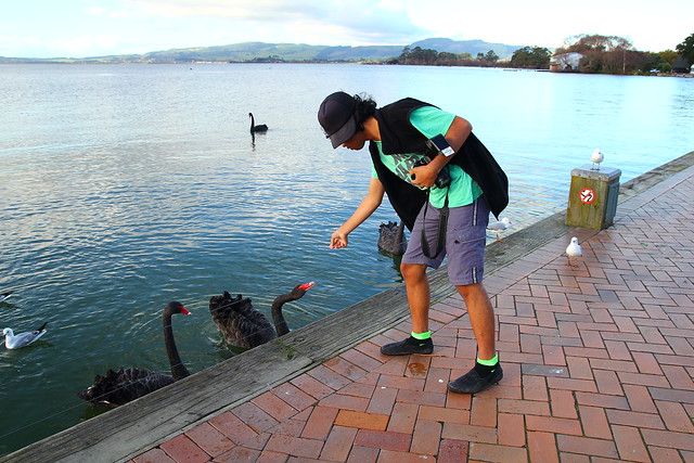 Feeding Black Swan
