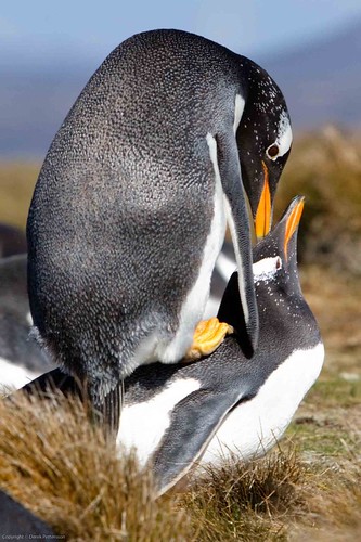 Mating Gentoo Penguins by Derek Pettersson