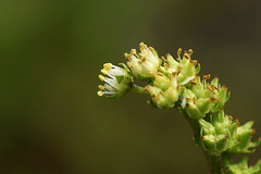 Penthoraceae  タコノアシ科