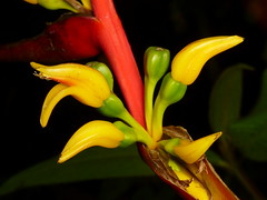 Heliconiaceae of Ecuador