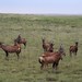 Etosha National Park impressions, Namibia - IMG_3532_CR2_v1