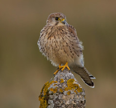 Birds of Prey  ( exc Owls )  inc BBC Autumnwatch Favourite   