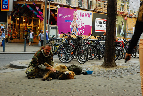 Homeless Dogs