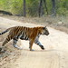 Tiger on Road