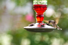 hummingbirds 15